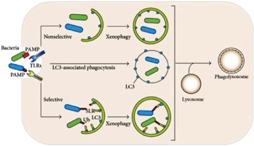 protein turnover and lysosome function ebook